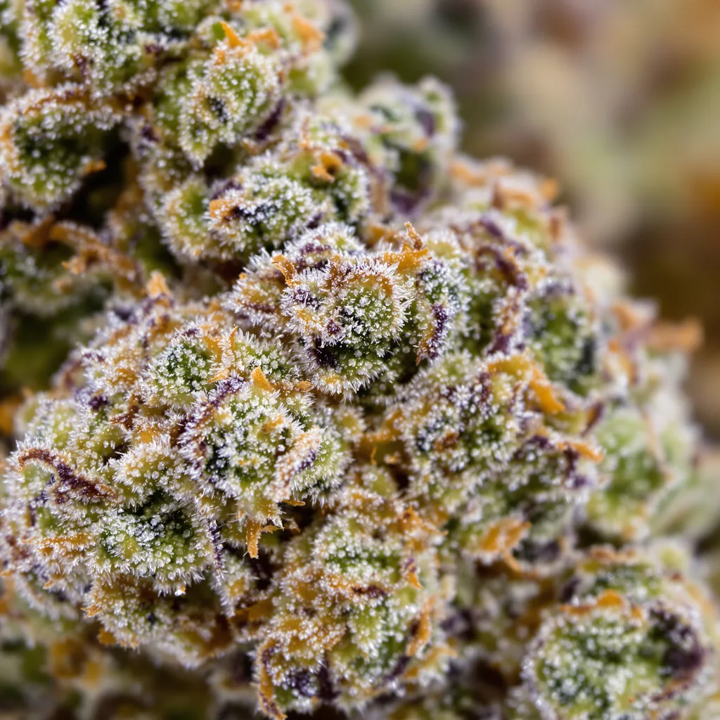 Gros plan de fleur de cannabis Sunrise montrant structure ouverte avec pistils orangés
