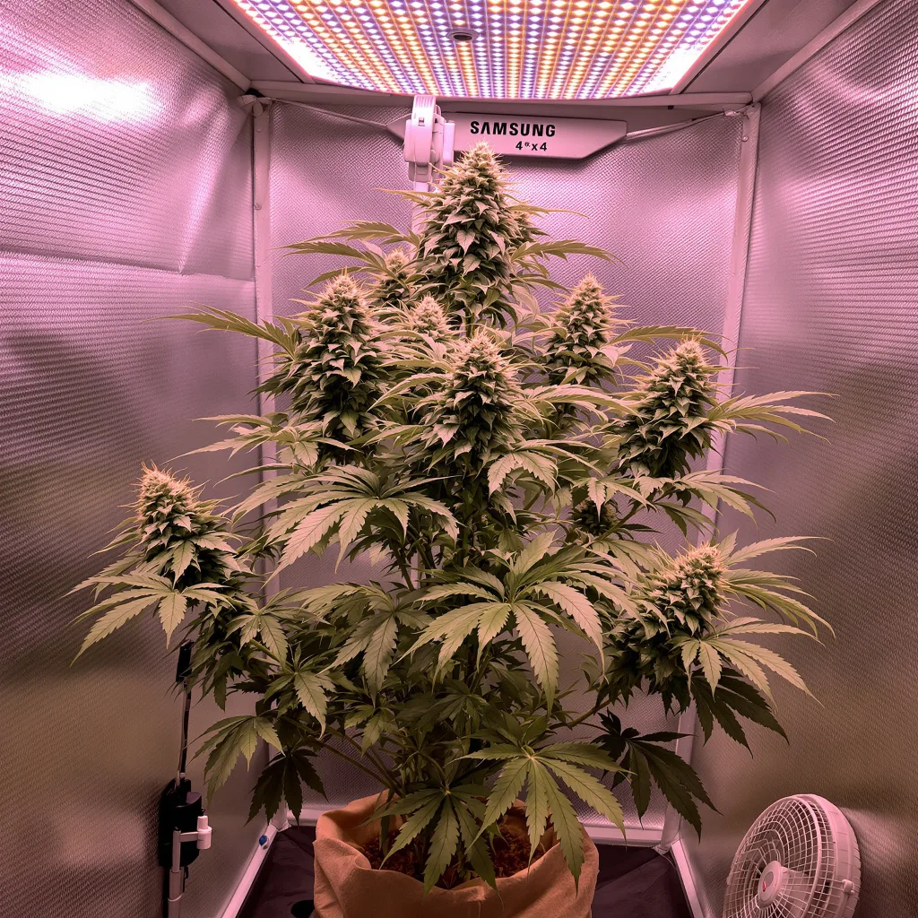 Plante de cannabis Sunset Sherbet en floraison — 120-180 cm féminisée