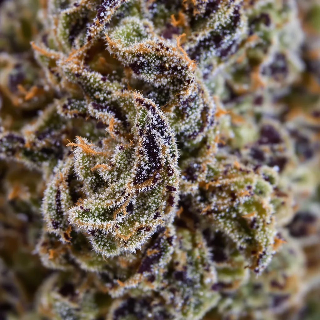 Gros plan de fleur de cannabis Super Blue Dream montrant calices denses aux reflets violets