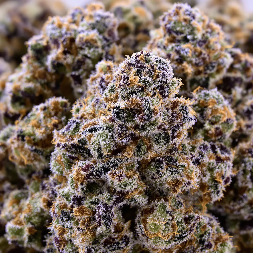Gros plan de fleur de cannabis Super Bud montrant calices denses aux reflets violets