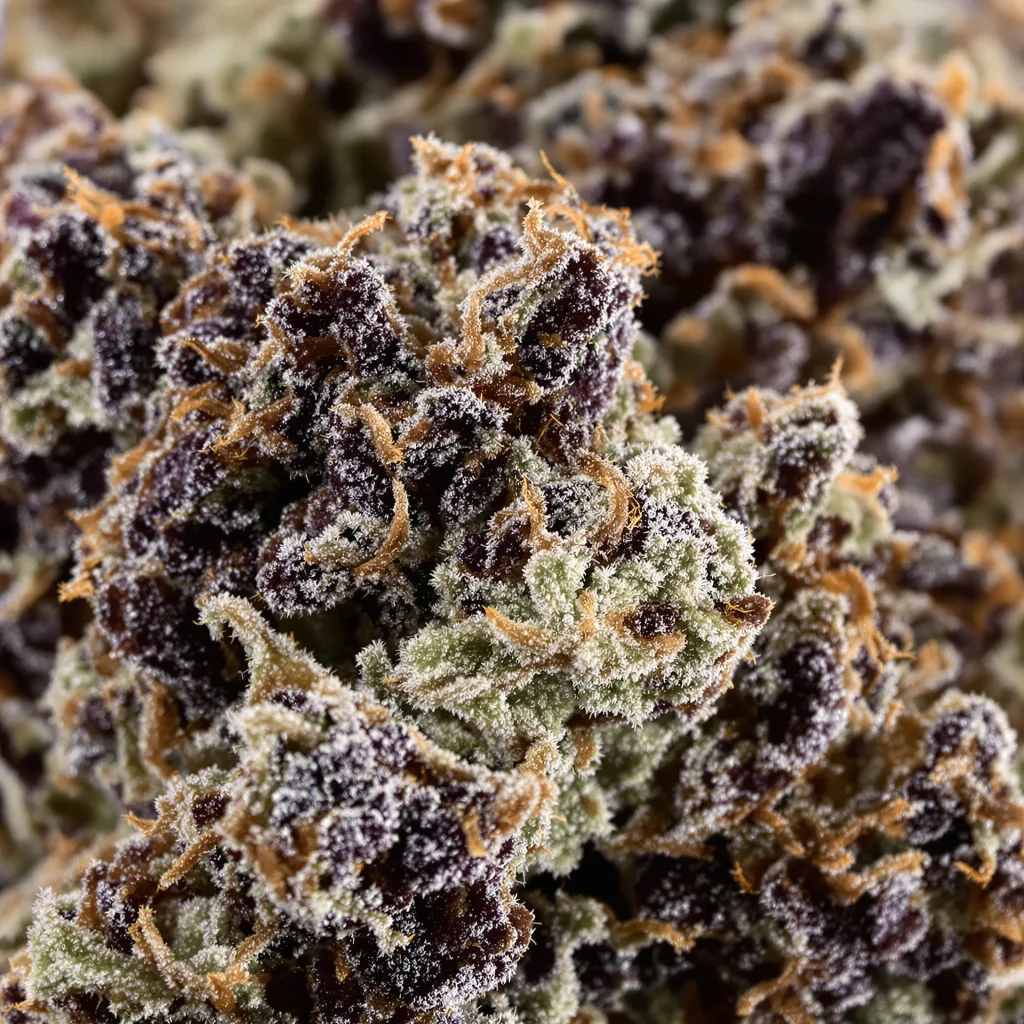Gros plan de fleur de cannabis Super Cheese montrant calices denses aux reflets violets