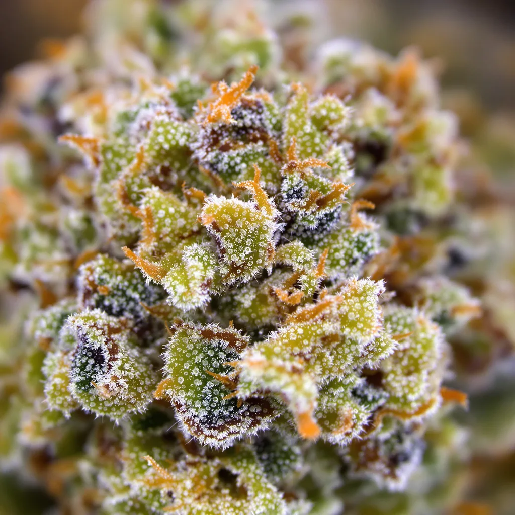 Gros plan de fleur de cannabis Super Jack montrant nugs denses vert forêt