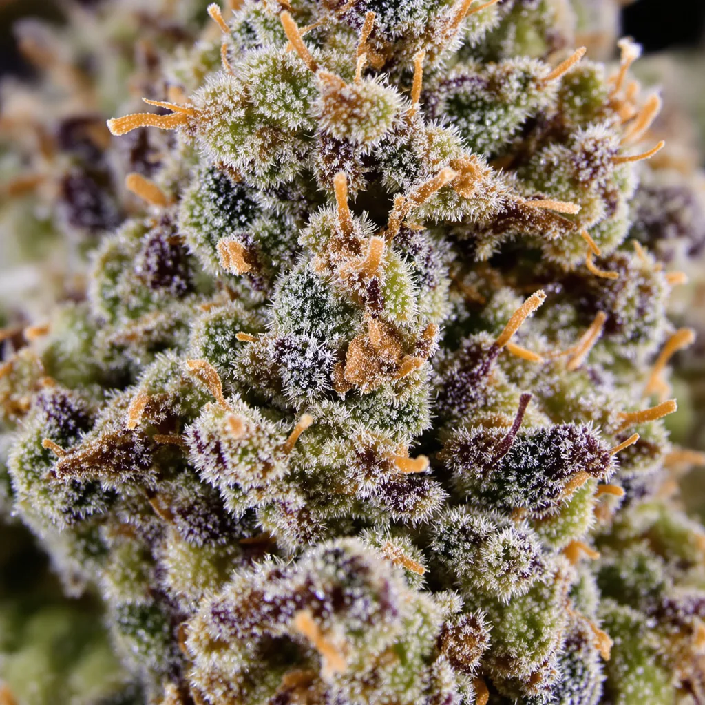 Gros plan de fleur de cannabis Super Jack montrant nugs denses vert forêt