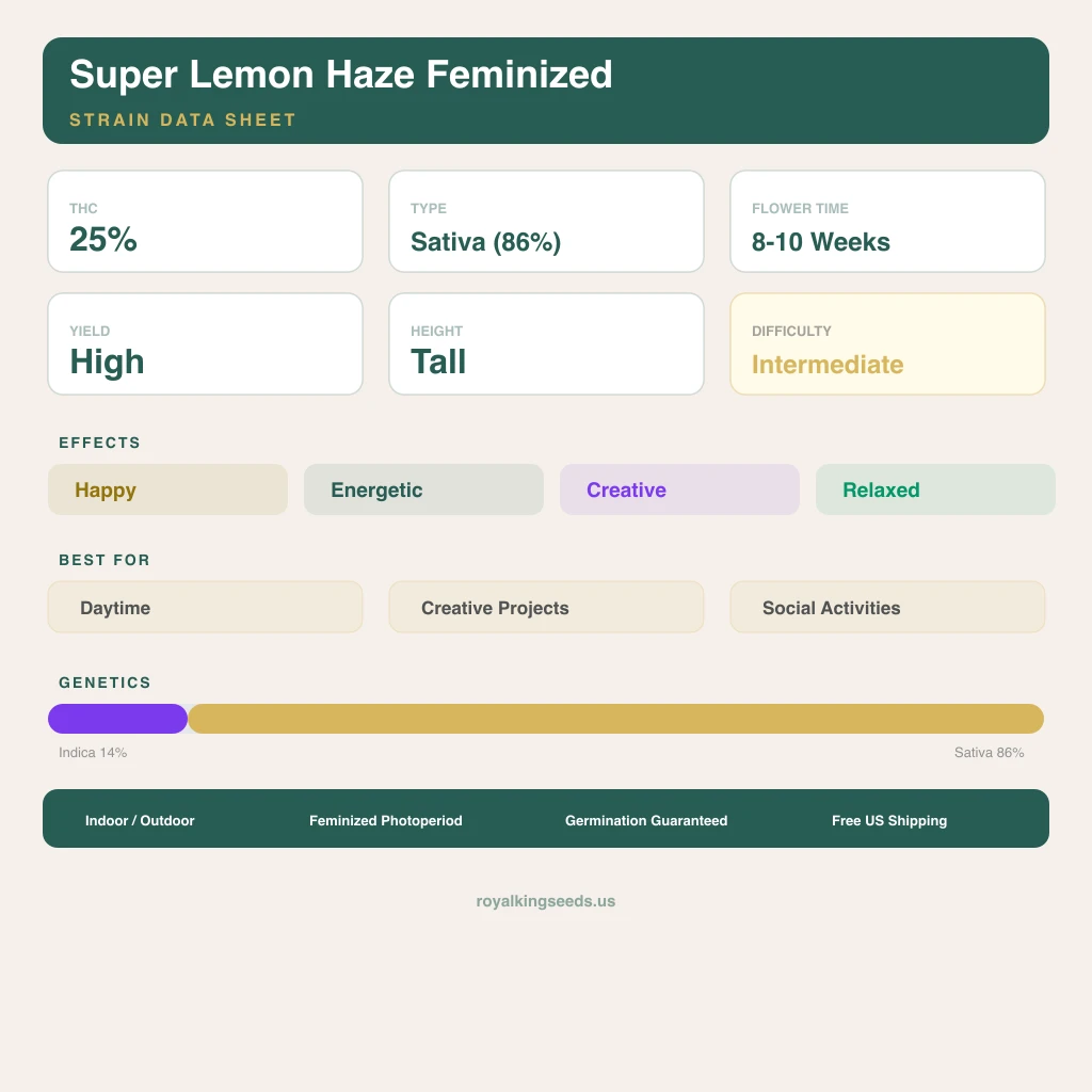 Super Lemon Haze 14% indica / 86% sativa — fleur avec trichomes visibles