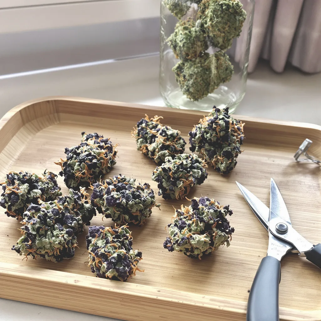 Supergirl 88% indica / 12% sativa — fleur avec trichomes visibles