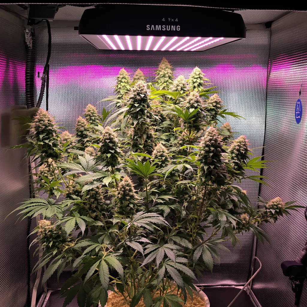 Plante de cannabis Superglue en floraison — 60-100 cm autofloraison