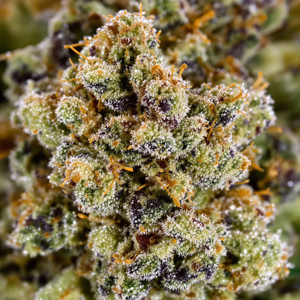 Gros plan de fleur de cannabis Superglue montrant structure équilibrée avec trichomes givrés
