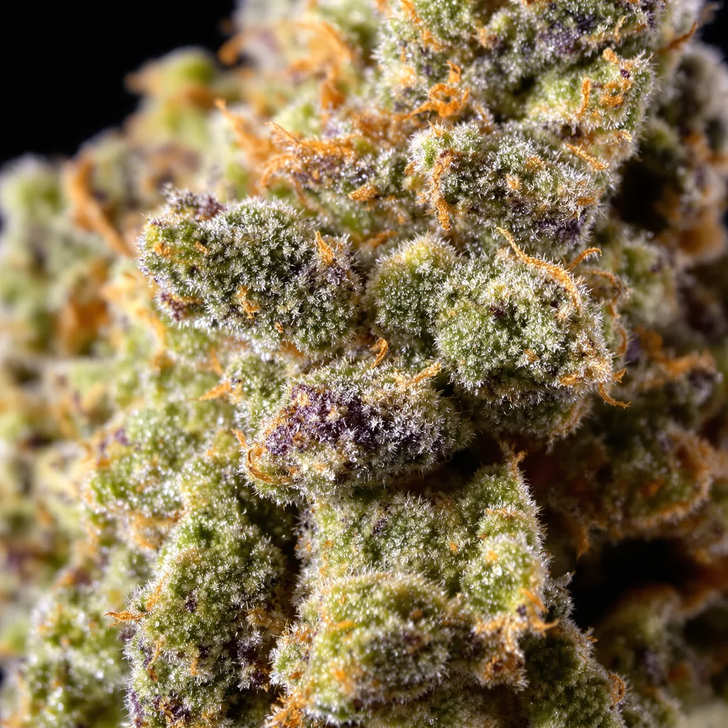 Gros plan de fleur de cannabis Surprise MFCKR Mixpack montrant structure ouverte avec pistils orangés