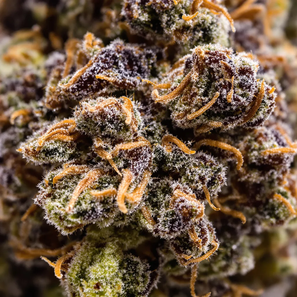 Gros plan de fleur de cannabis Sweet and Sour Widow montrant calices denses aux reflets violets