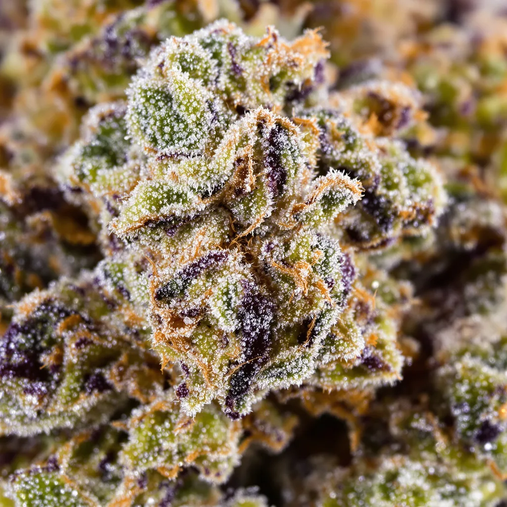Gros plan de fleur de cannabis Sweet Berry montrant structure ouverte avec pistils orangés