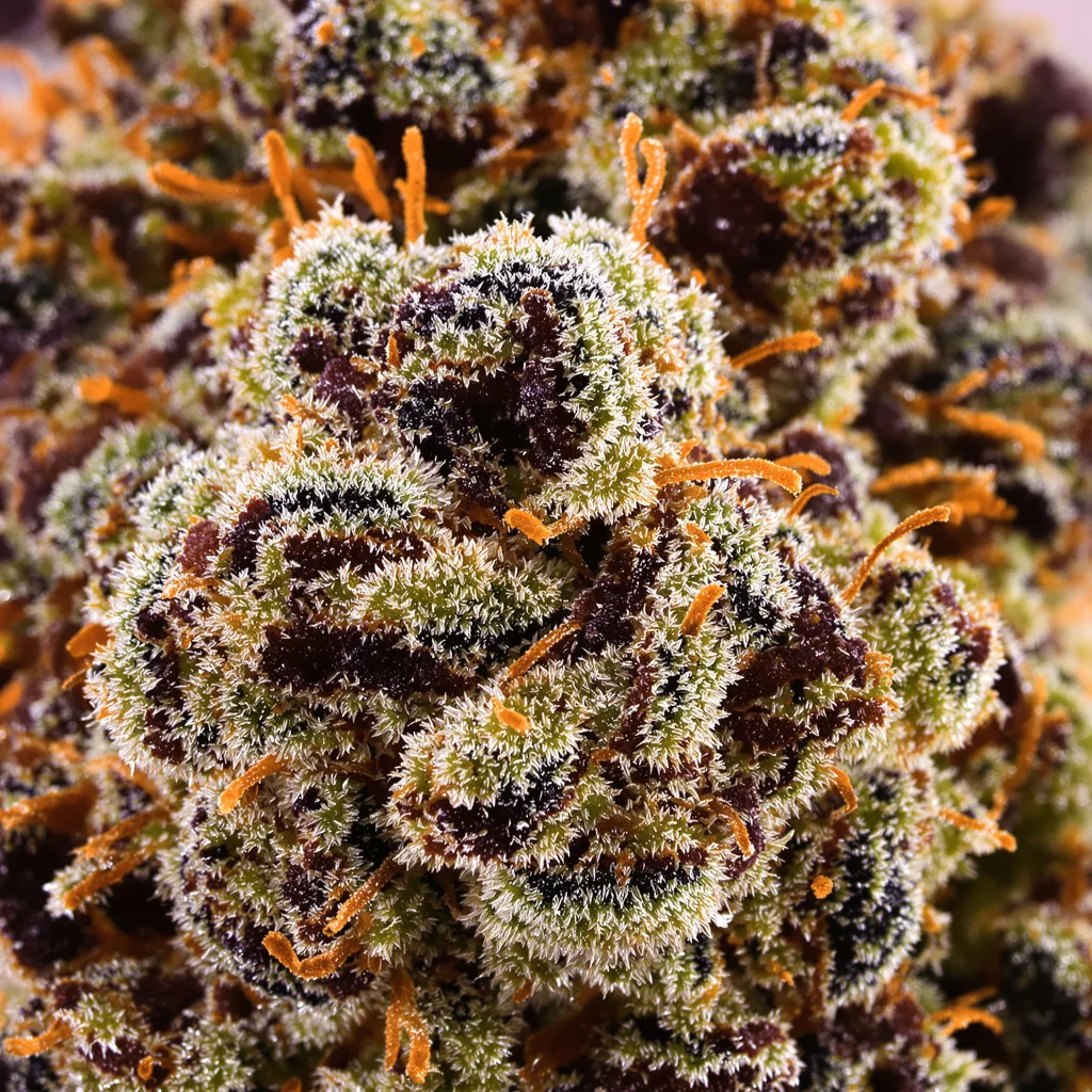 Gros plan de fleur de cannabis Sweet Deep Grapefruit montrant calices denses aux reflets violets
