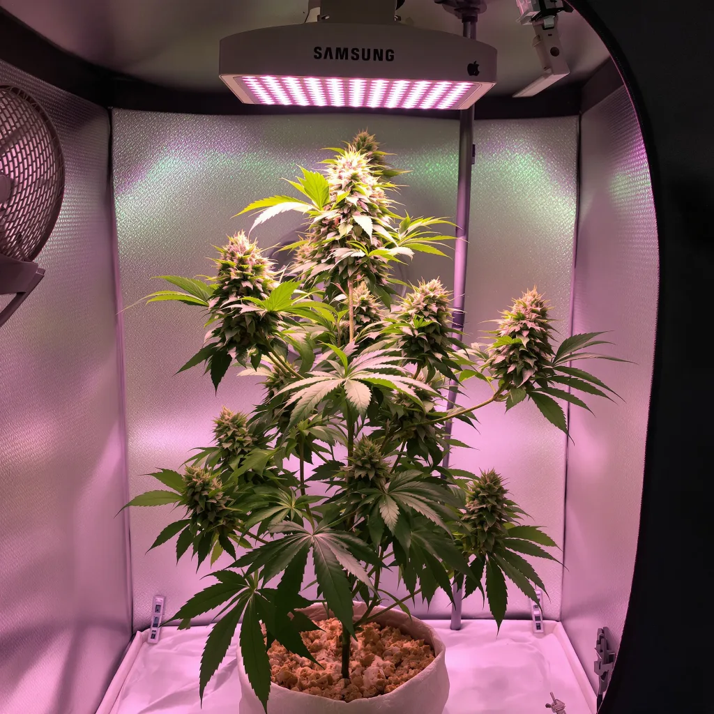 Plante de cannabis Sweet Dream en floraison — 90-130 cm féminisée