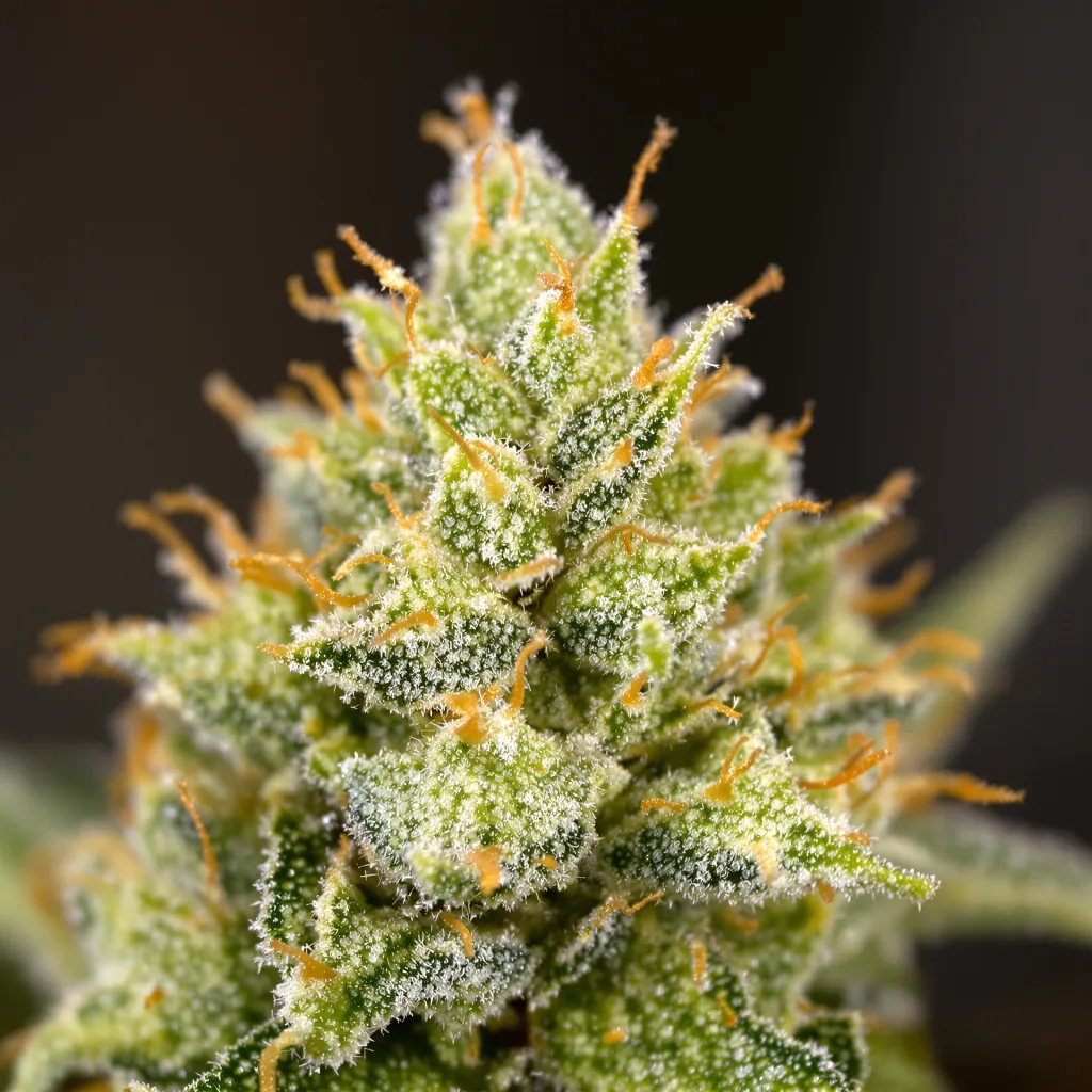 Gros plan de fleur de cannabis Sweet Island montrant structure aérée vert lime