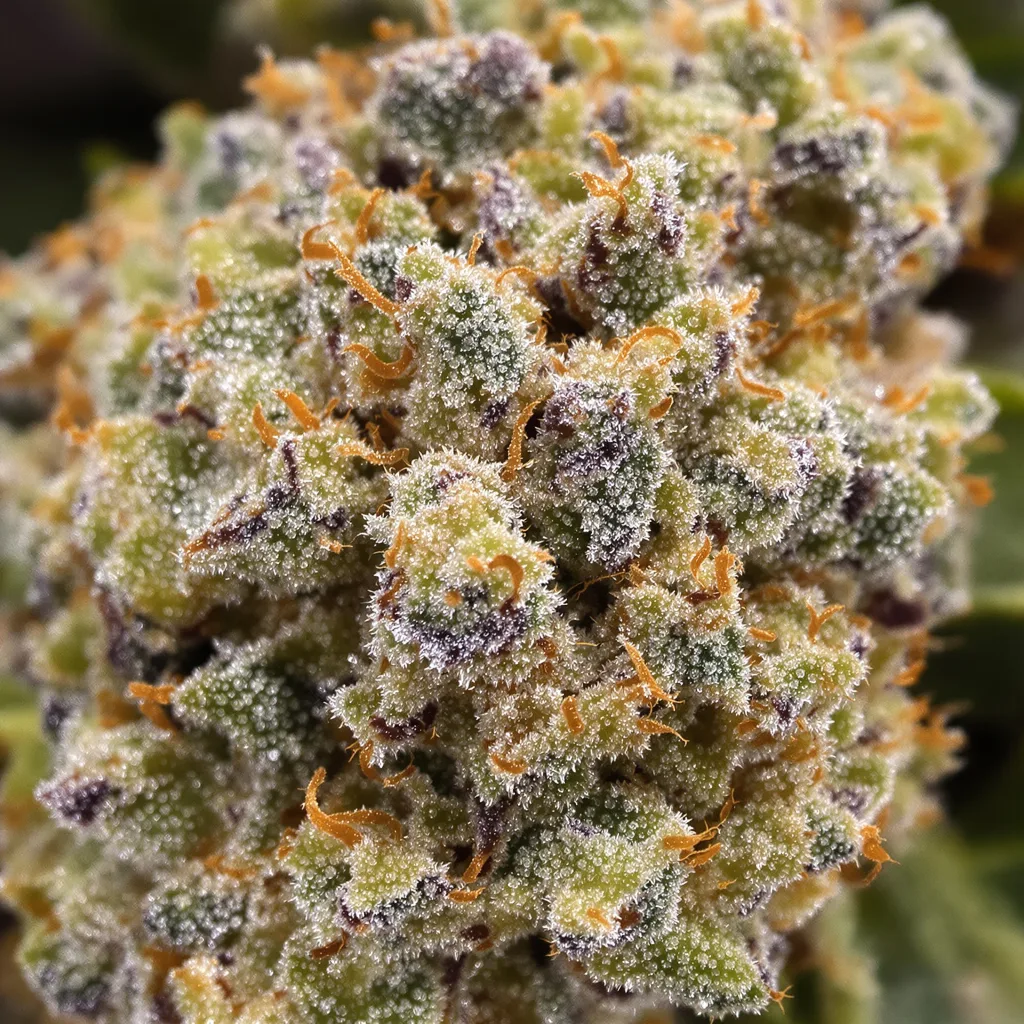 Gros plan de fleur de cannabis Sweet Tooth montrant structure ouverte avec pistils orangés