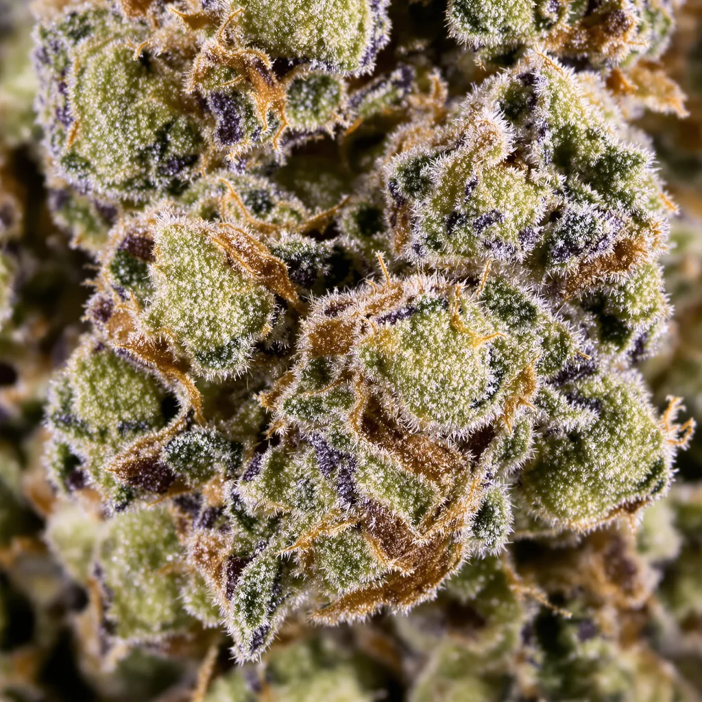 Gros plan de fleur de cannabis Sweet Tooth montrant structure ouverte avec pistils orangés