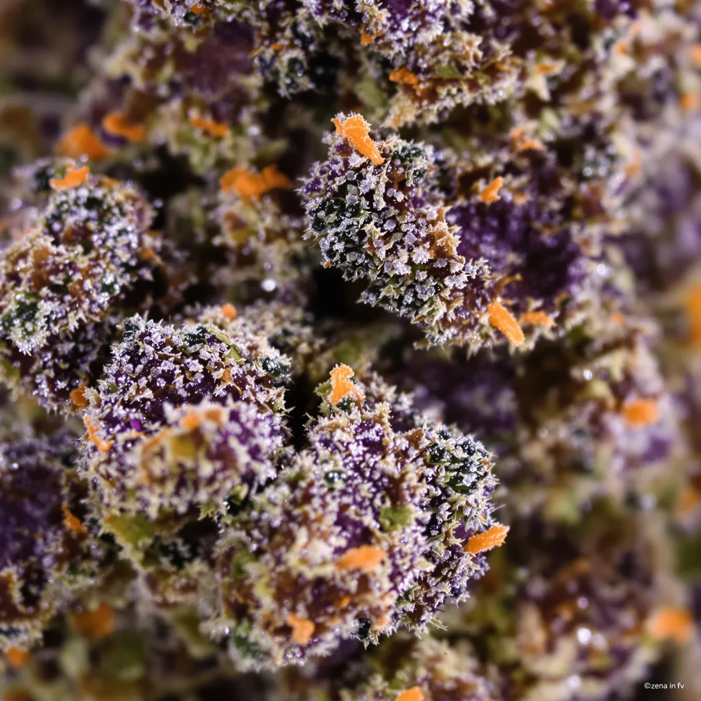 Gros plan de fleur de cannabis Sweet ZZ montrant calices denses aux reflets violets
