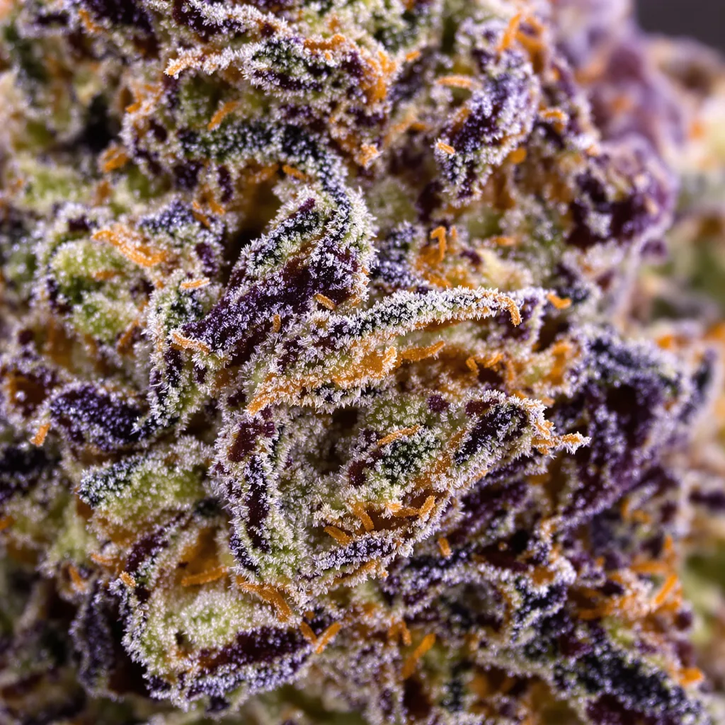 Gros plan de fleur de cannabis Sweet ZZ montrant calices denses aux reflets violets