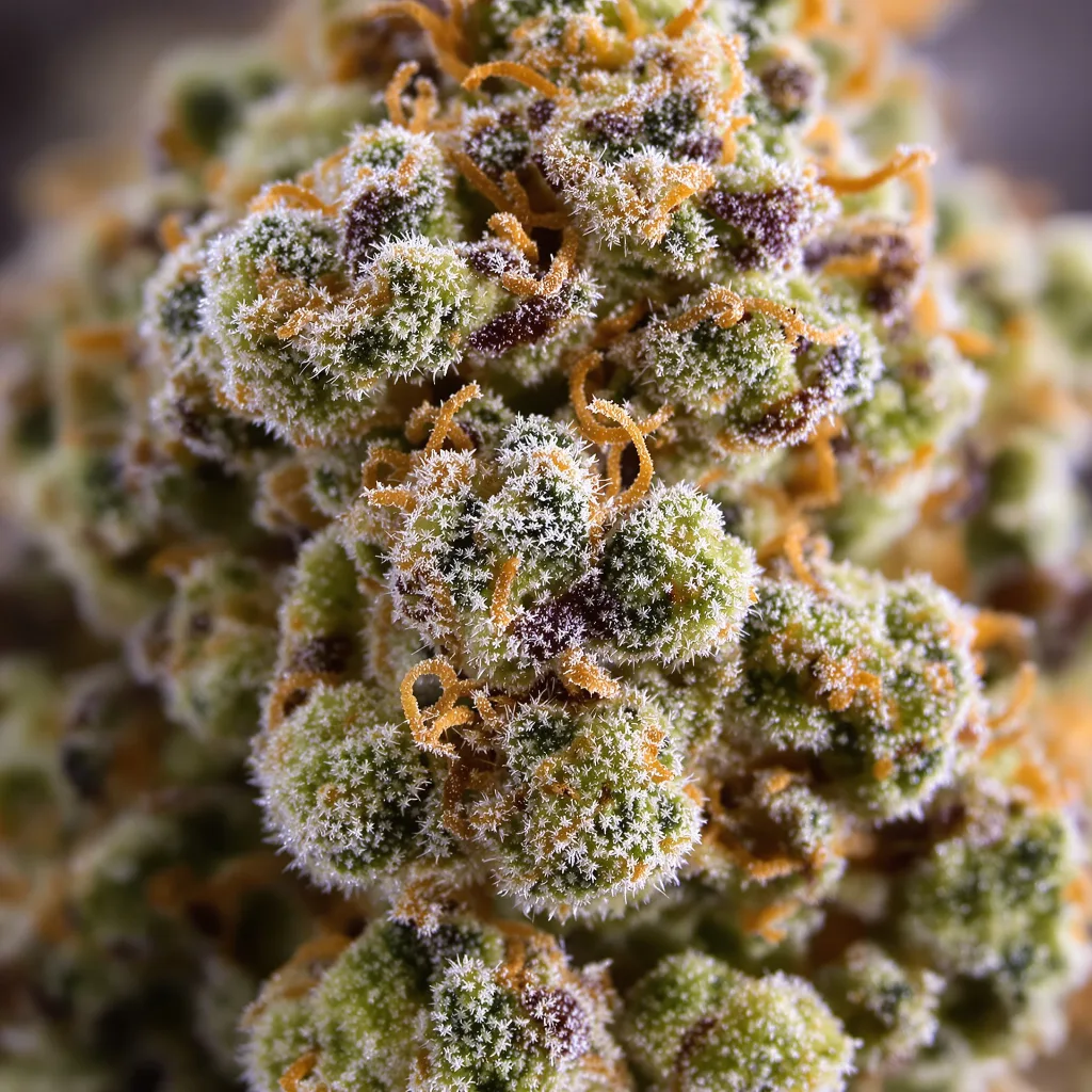 Gros plan de fleur de cannabis Tahoe OG Kush montrant nugs denses vert forêt