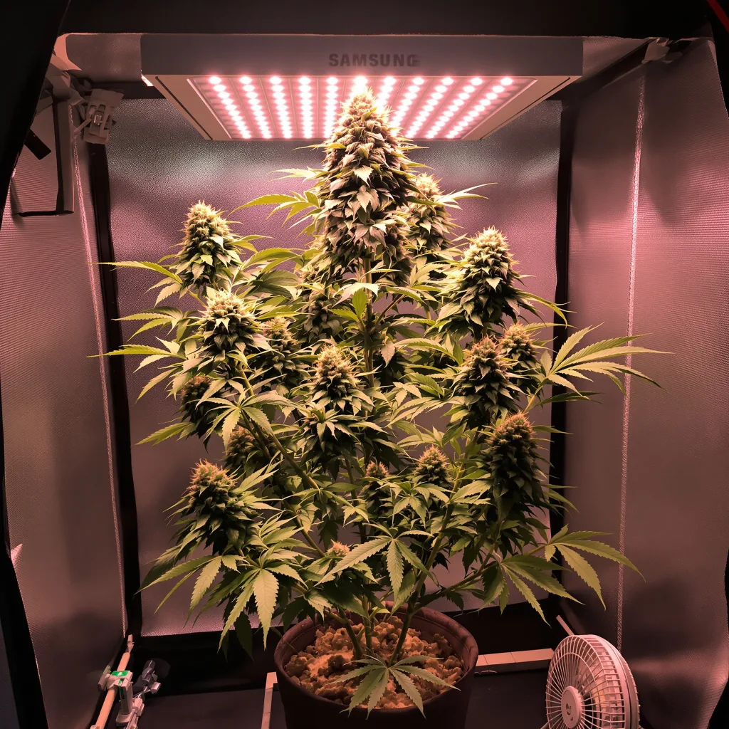 Plante de cannabis Tahoe OG Kush en floraison — 120-180 cm féminisée