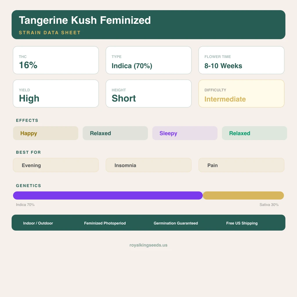 Tangerine Kush 70% indica / 30% sativa — fleur avec trichomes visibles