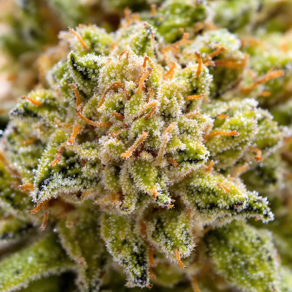 Gros plan de fleur de cannabis Tangie montrant structure aérée vert lime