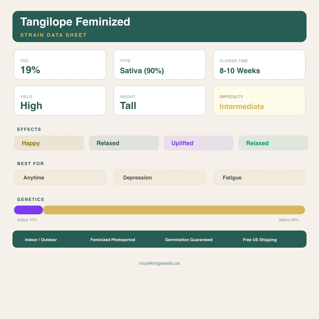 Tangilope 10% indica / 90% sativa — fleur avec trichomes visibles