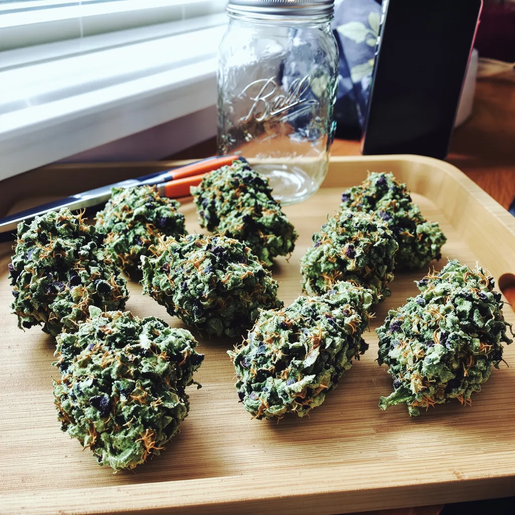THC Bomb 60% indica / 40% sativa — fleur avec trichomes visibles