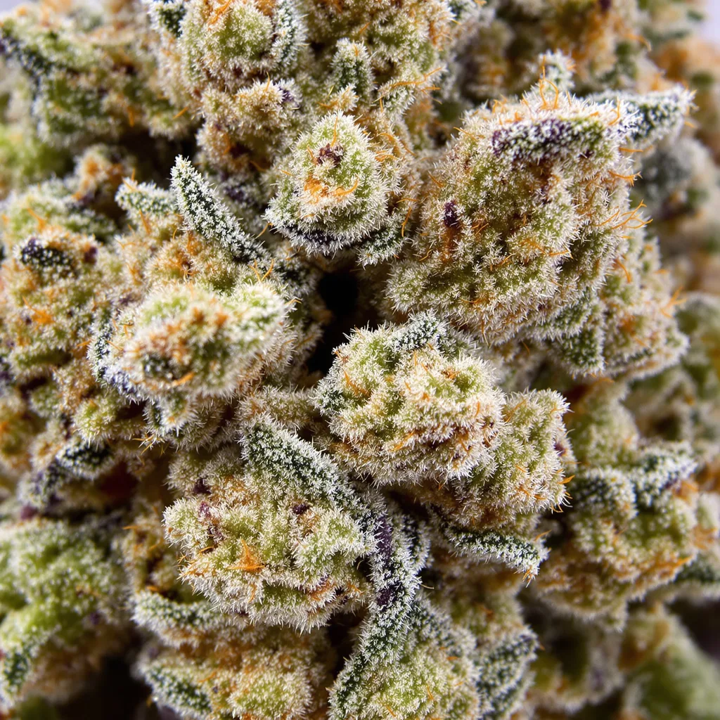 Gros plan de fleur de cannabis THC Bomb montrant nugs denses vert forêt