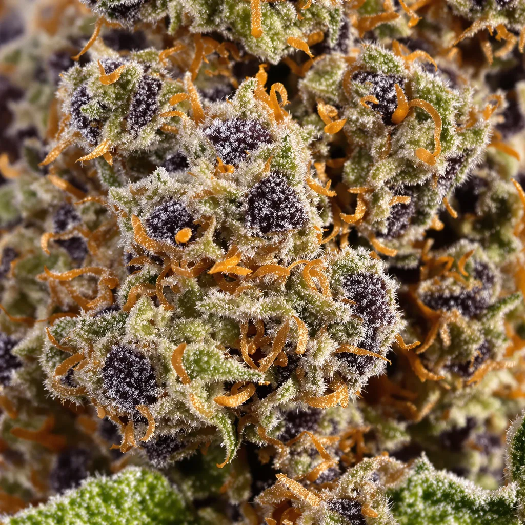 Gros plan de fleur de cannabis The Big Stink montrant calices denses aux reflets violets
