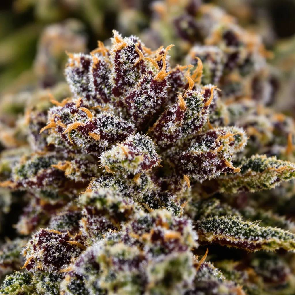 Gros plan de fleur de cannabis The OX montrant calices denses aux reflets violets