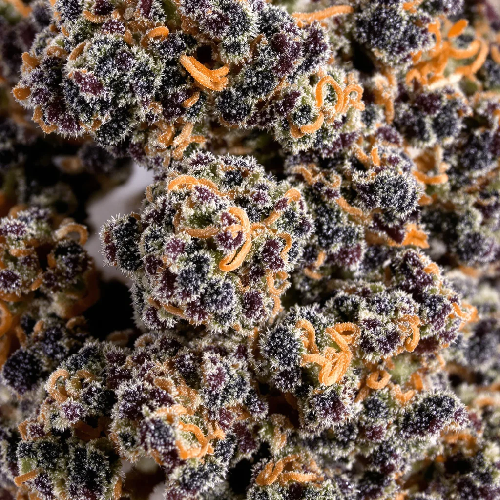 Gros plan de fleur de cannabis The Sister montrant calices denses aux reflets violets