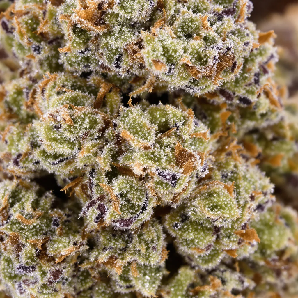 Gros plan de fleur de cannabis The Truth montrant structure ouverte avec pistils orangés