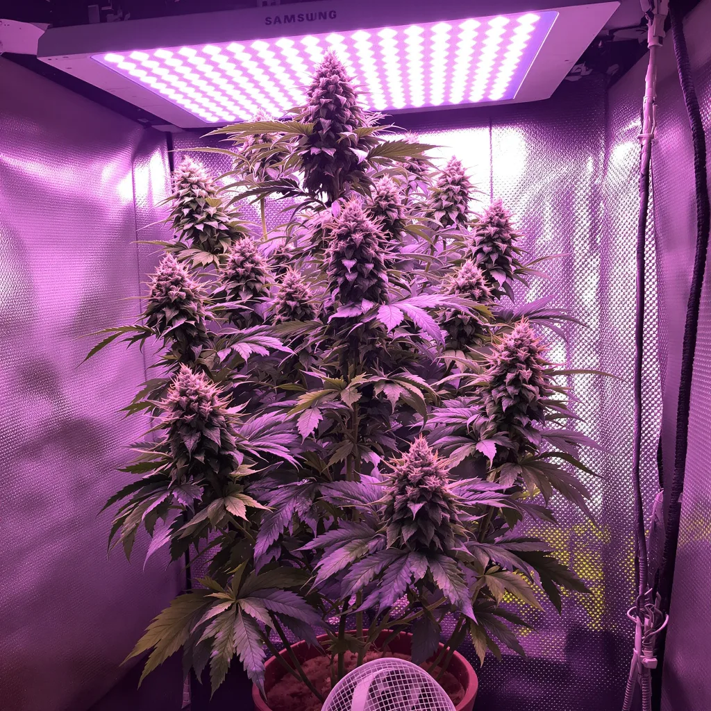 Plante de cannabis Tiger’s Milk en floraison — 120-180 cm féminisée