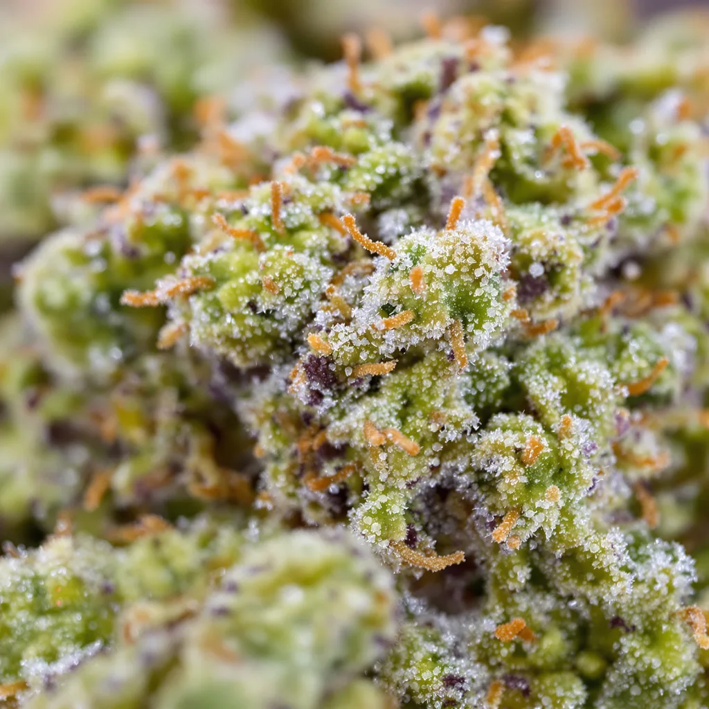 Gros plan de fleur de cannabis Tiger Woods montrant structure équilibrée avec trichomes givrés
