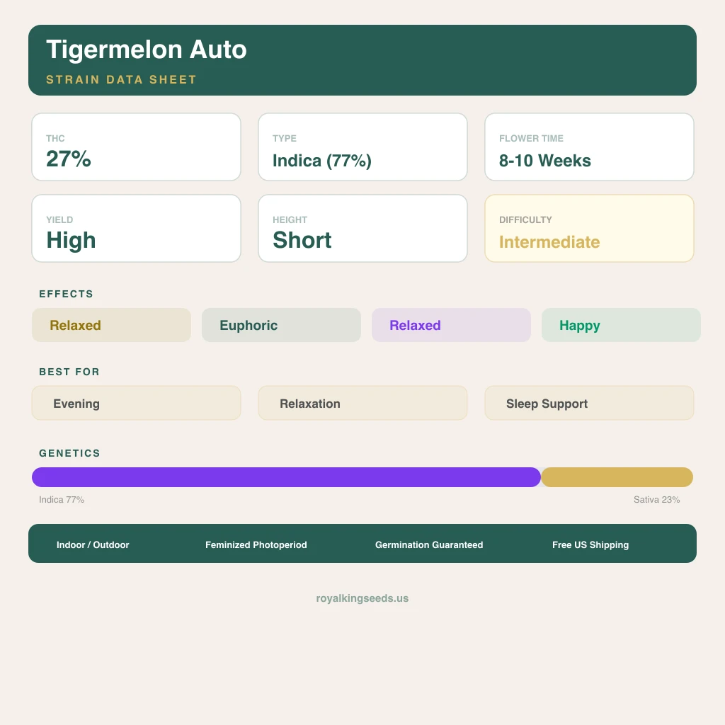 Tigermelon 77% indica / 23% sativa — fleur avec trichomes visibles
