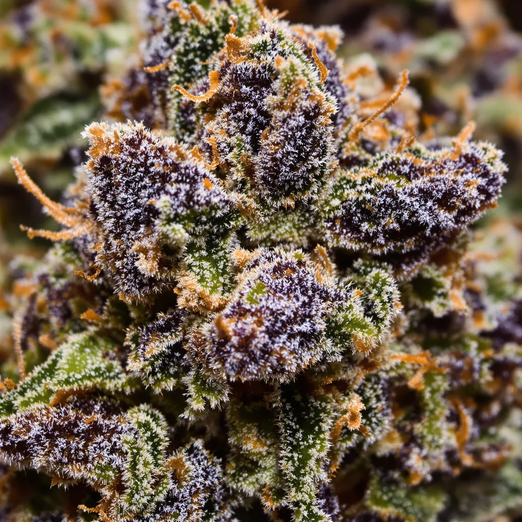 Gros plan de fleur de cannabis Tigermelon montrant calices denses aux reflets violets