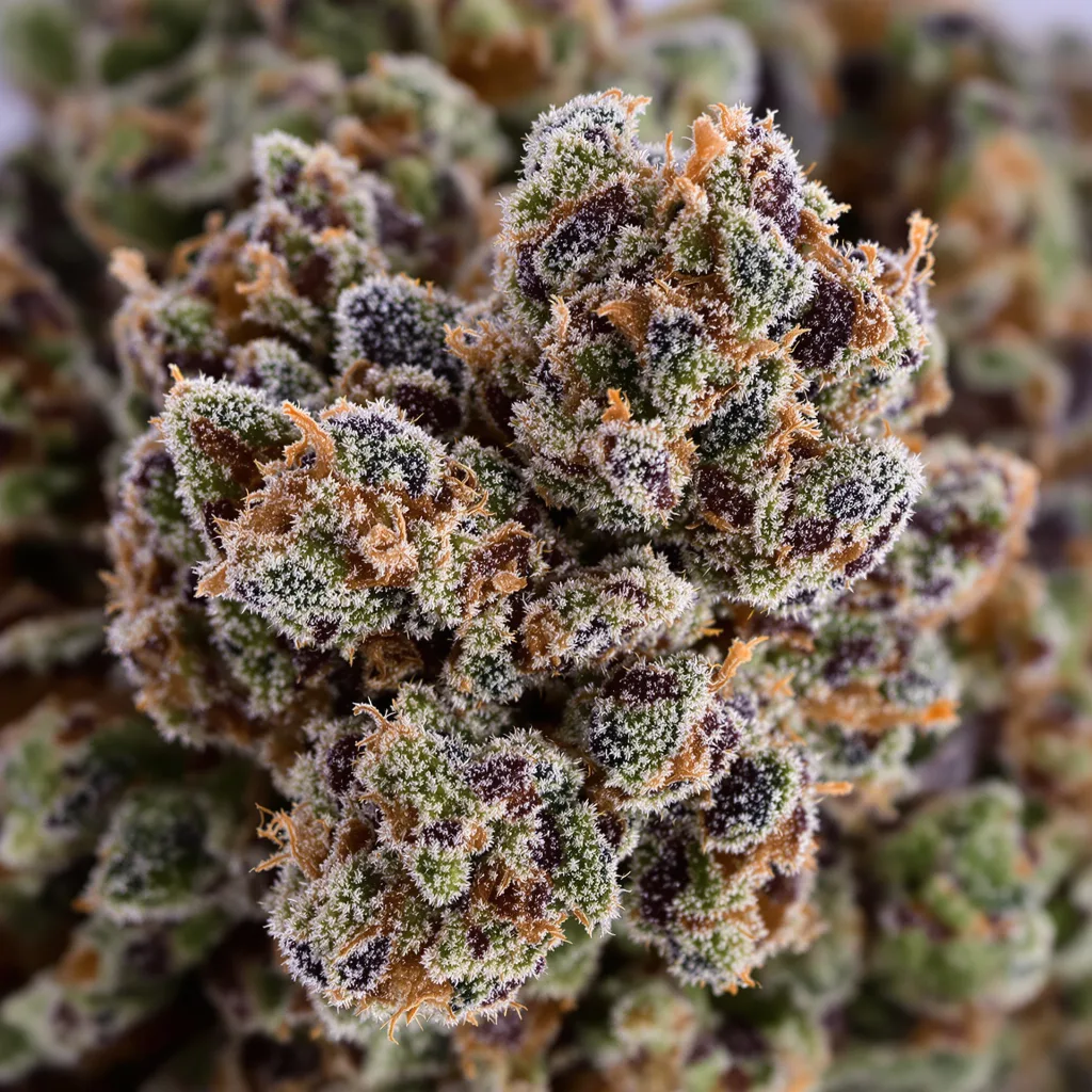 Gros plan de fleur de cannabis Tigermelon montrant calices denses aux reflets violets