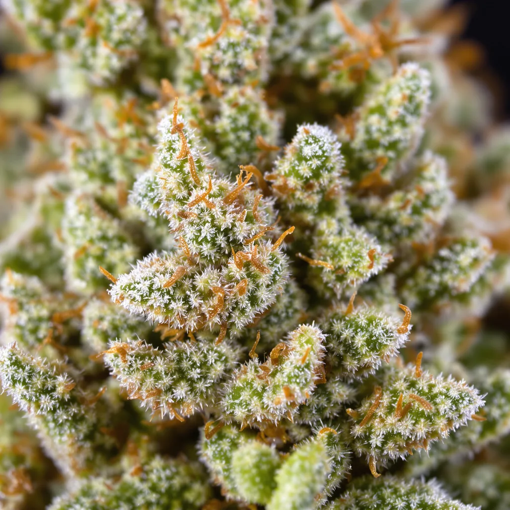 Gros plan de fleur de cannabis Timewreck montrant structure aérée vert lime