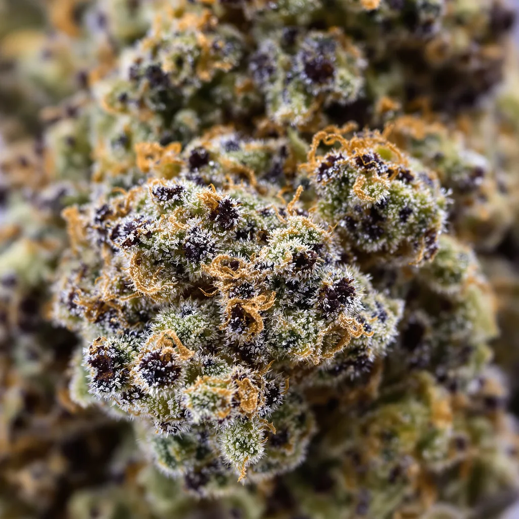 Gros plan de fleur de cannabis Training Day montrant calices denses aux reflets violets