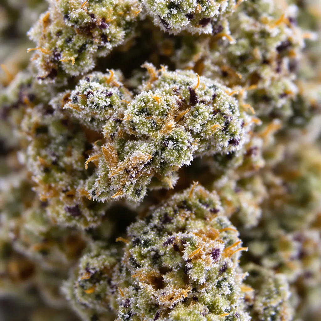 Gros plan de fleur de cannabis Trainwreck montrant structure ouverte avec pistils orangés