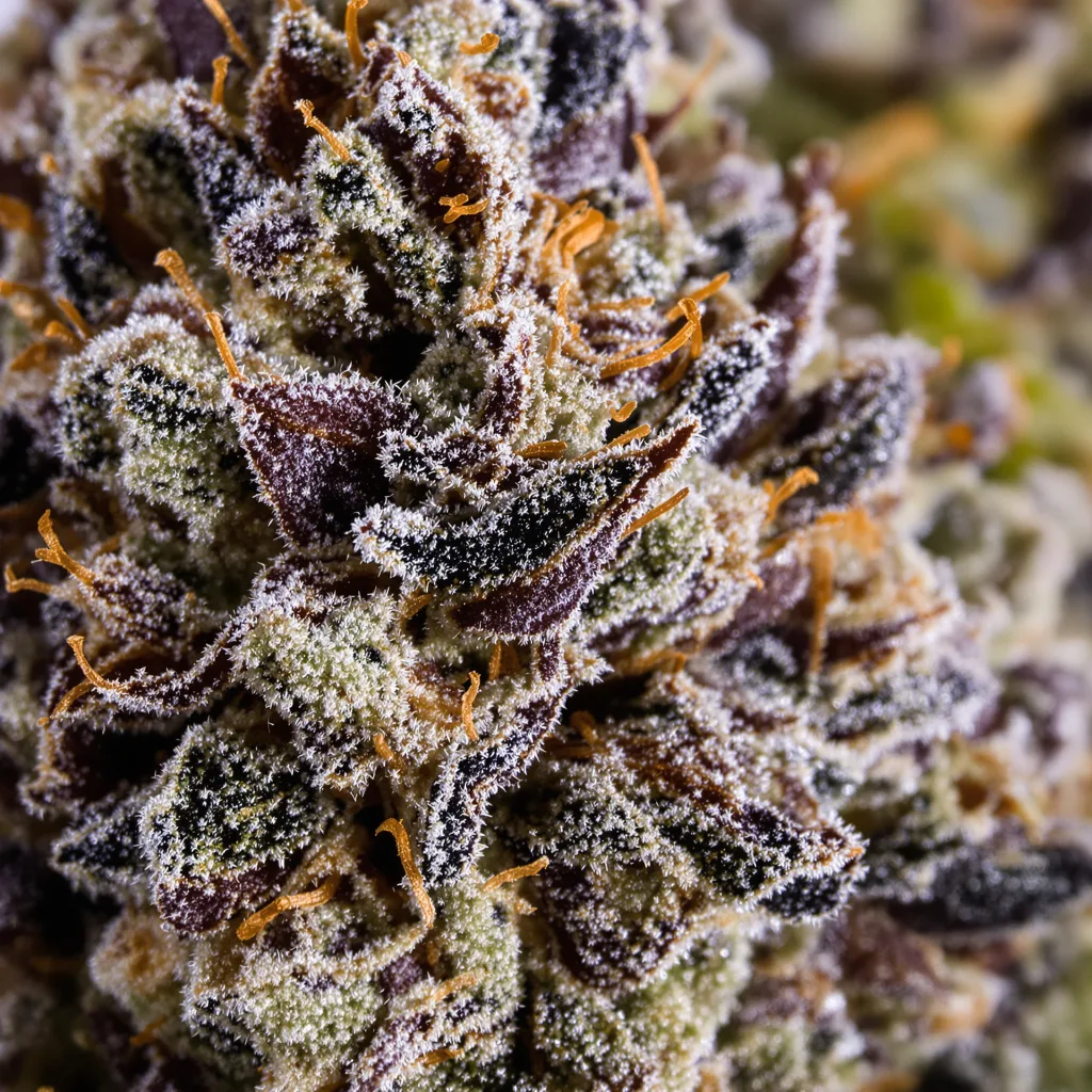 Gros plan de fleur de cannabis Triangle Kush montrant calices denses aux reflets violets