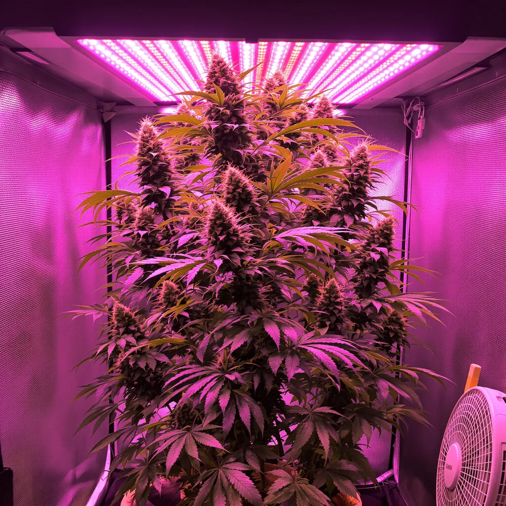 Plante de cannabis Trinity en floraison — 150-200 cm féminisée