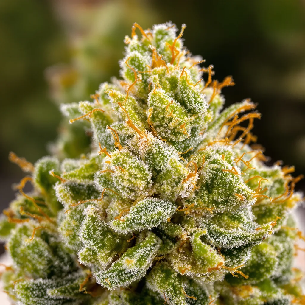 Gros plan de fleur de cannabis Trinity montrant structure aérée vert lime