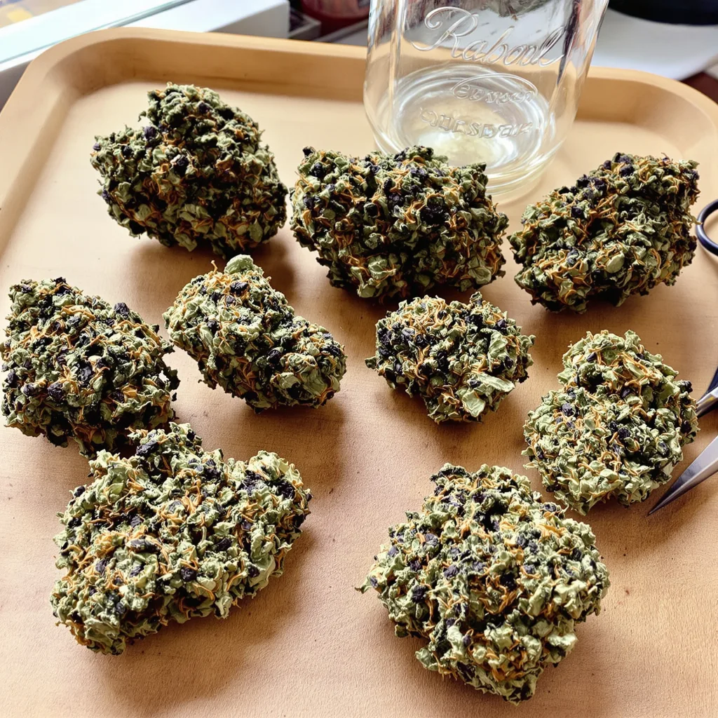 Triple Cheese 70% indica / 30% sativa — fleur avec trichomes visibles