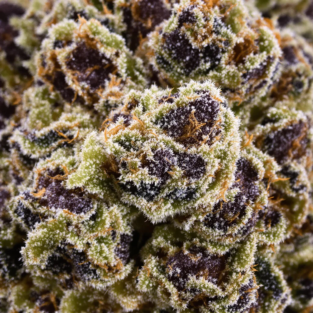 Gros plan de fleur de cannabis Triple Cheese montrant calices denses aux reflets violets
