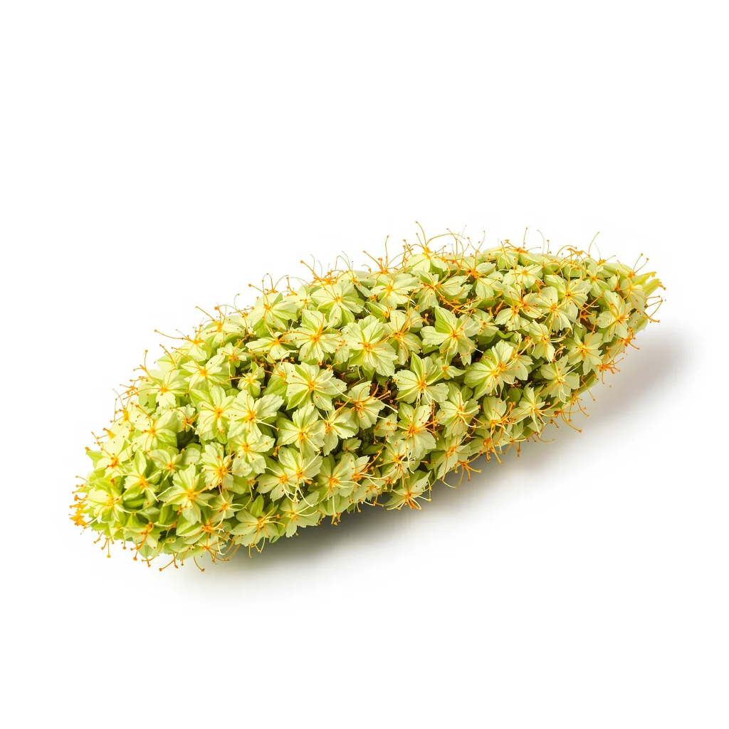 Tropic Thunder 15% indica / 85% sativa — fleur avec trichomes visibles