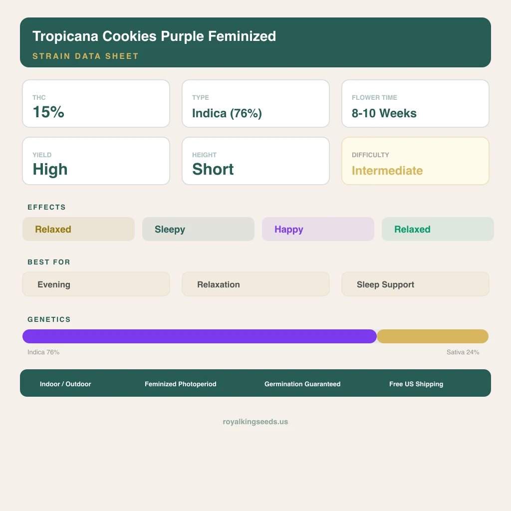 Tropicana Cookies Purple 76% indica / 24% sativa — fleur avec trichomes visibles