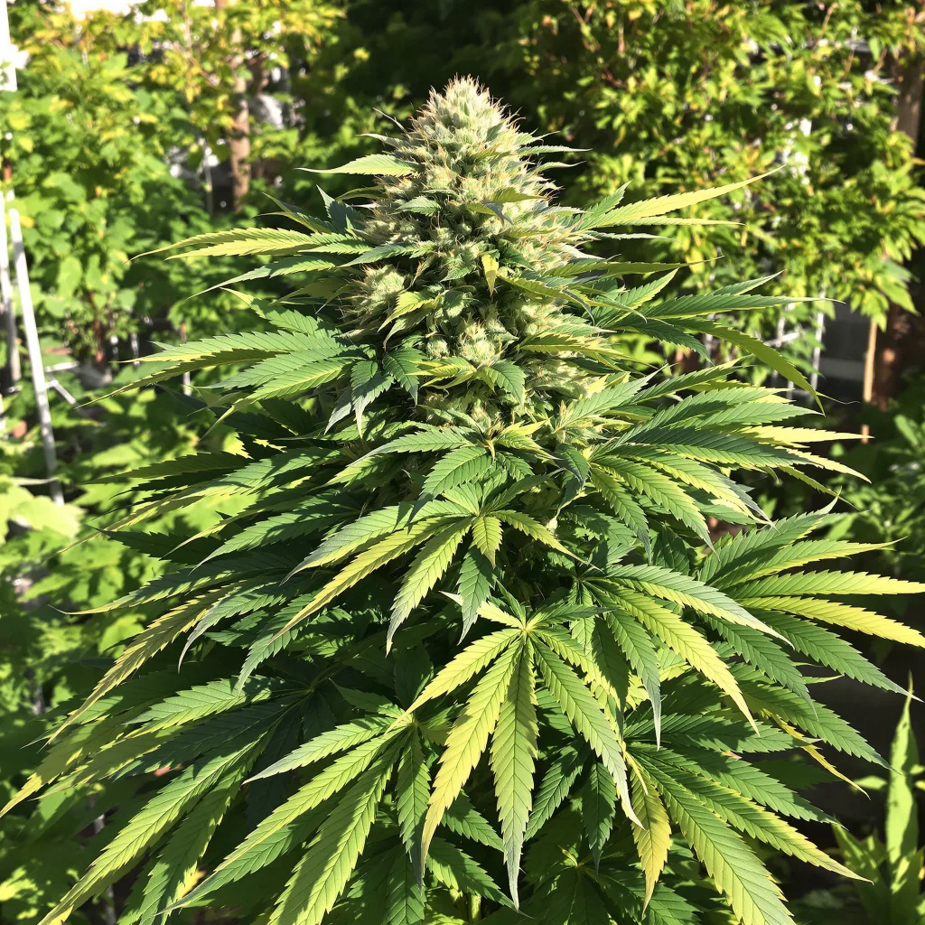 Tropicana Cookies Purple 76% indica / 24% sativa — fleur avec trichomes visibles