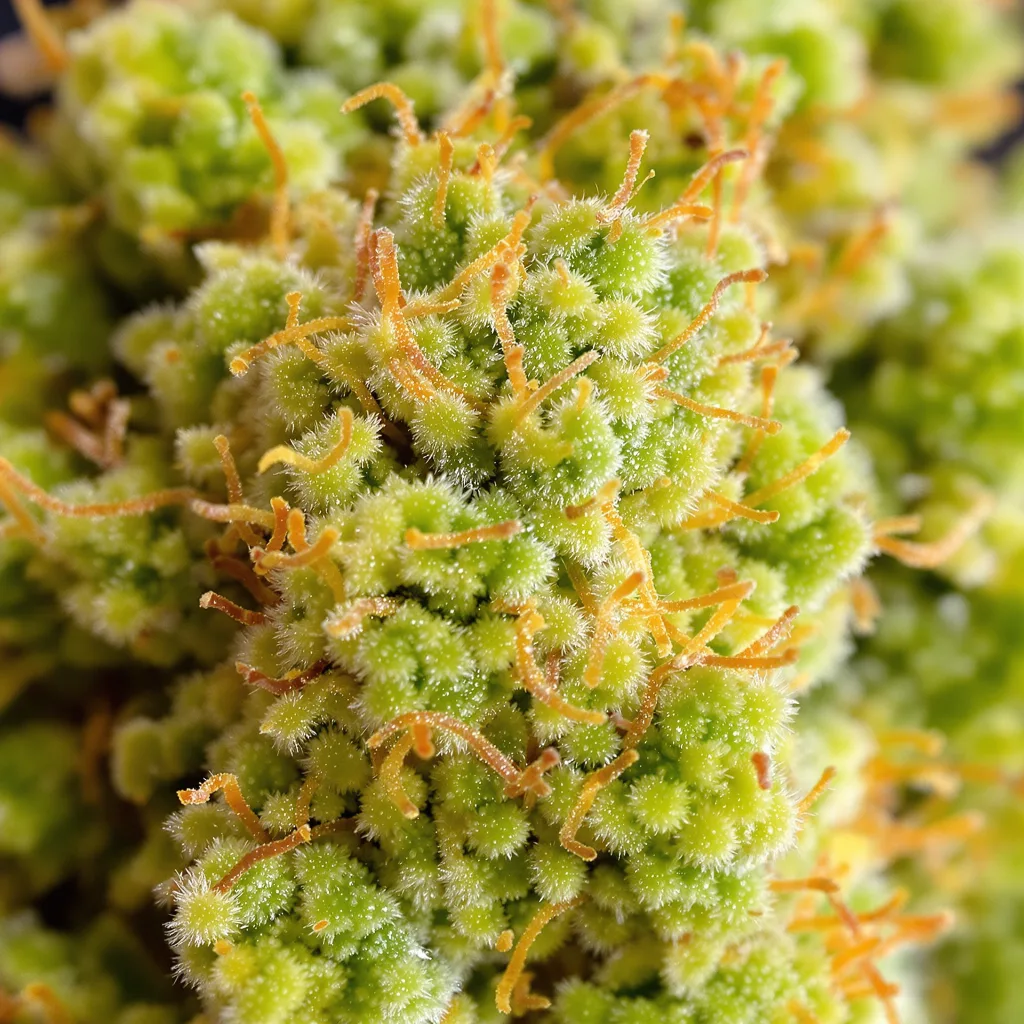 Gros plan de fleur de cannabis Turbo Mind Warp montrant structure aérée vert lime