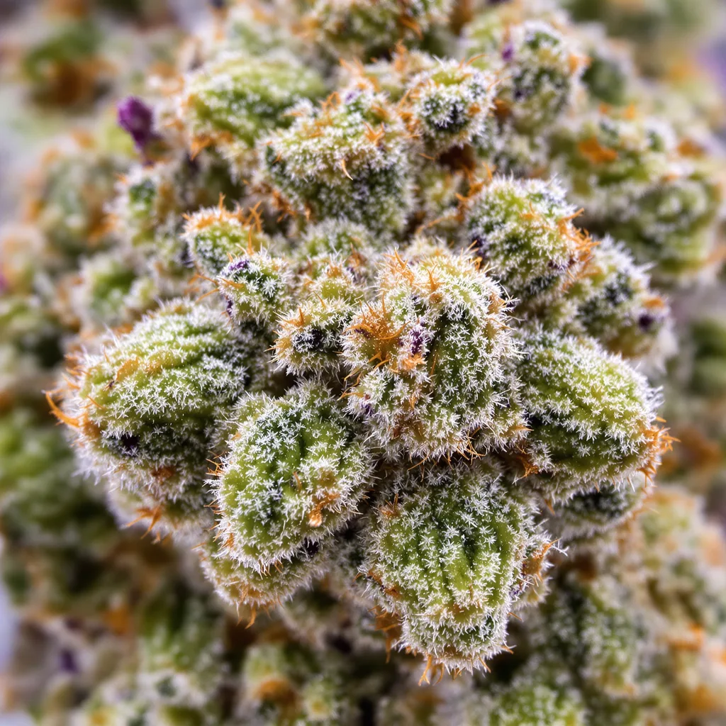 Gros plan de fleur de cannabis Tutti Frutti montrant structure équilibrée avec trichomes givrés